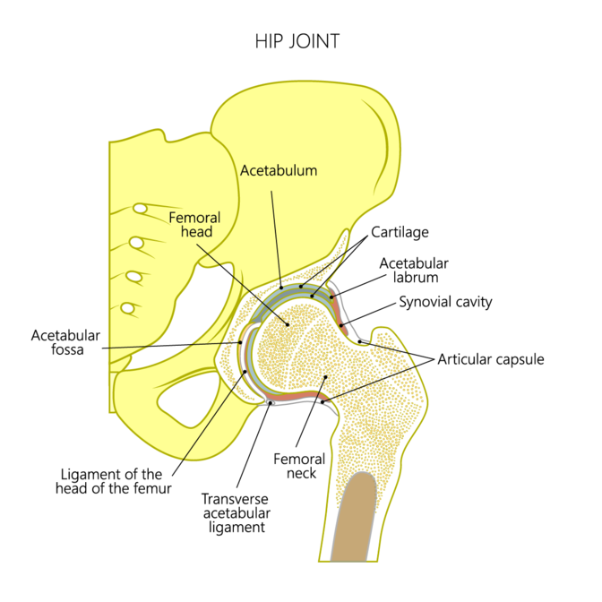 anatomie_konvertiert.png anatomie_konvertiert.png
