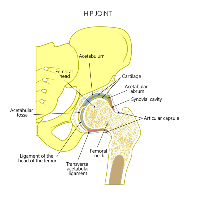 anatomie_konvertiert.png