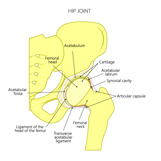 femur.png femur.png